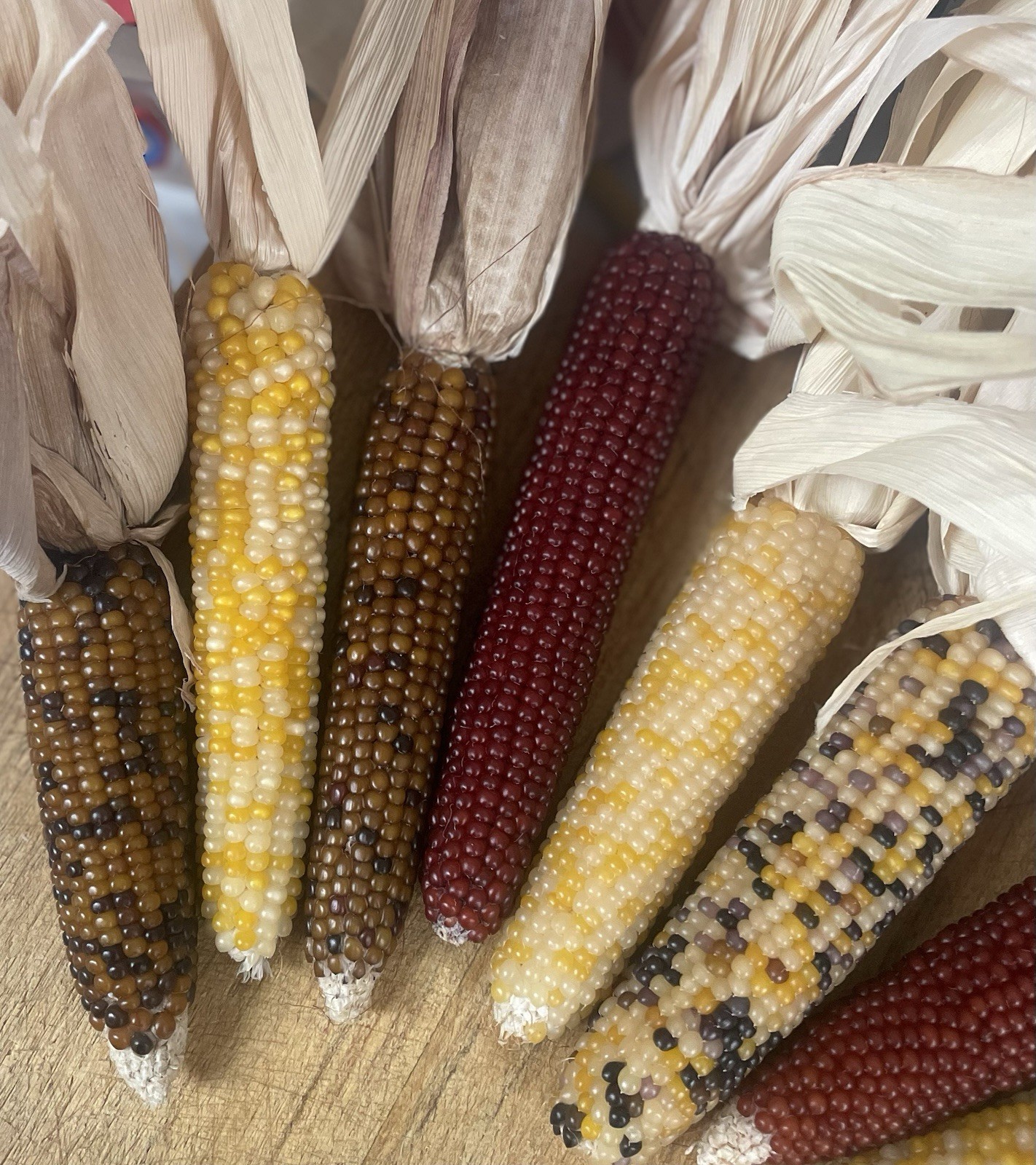 400 (1oz) Seeds! Miniature Indian Corn Fun Easy Beautiful Decorative Non-GMO