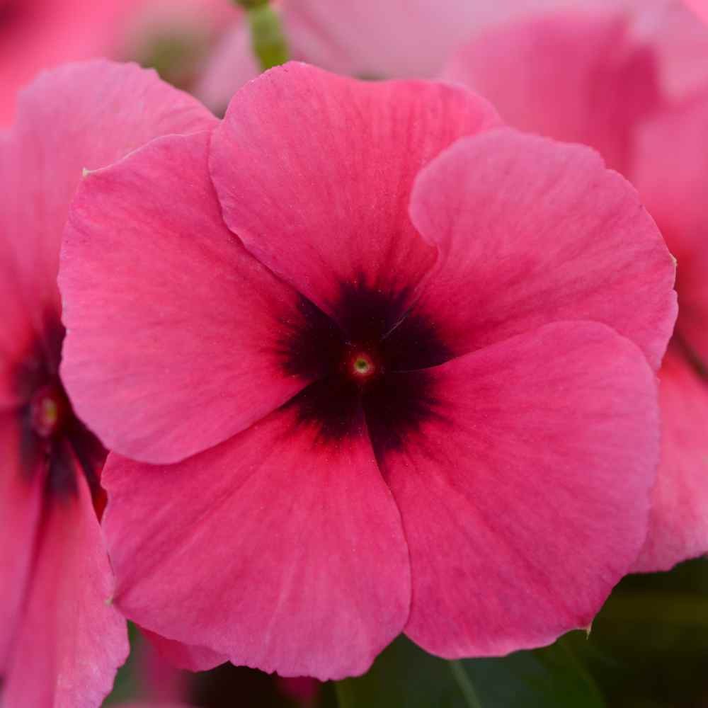 50 Seeds Drought Tolerant Periwinkle Tattoo Raspberry Garden Flower Seeds