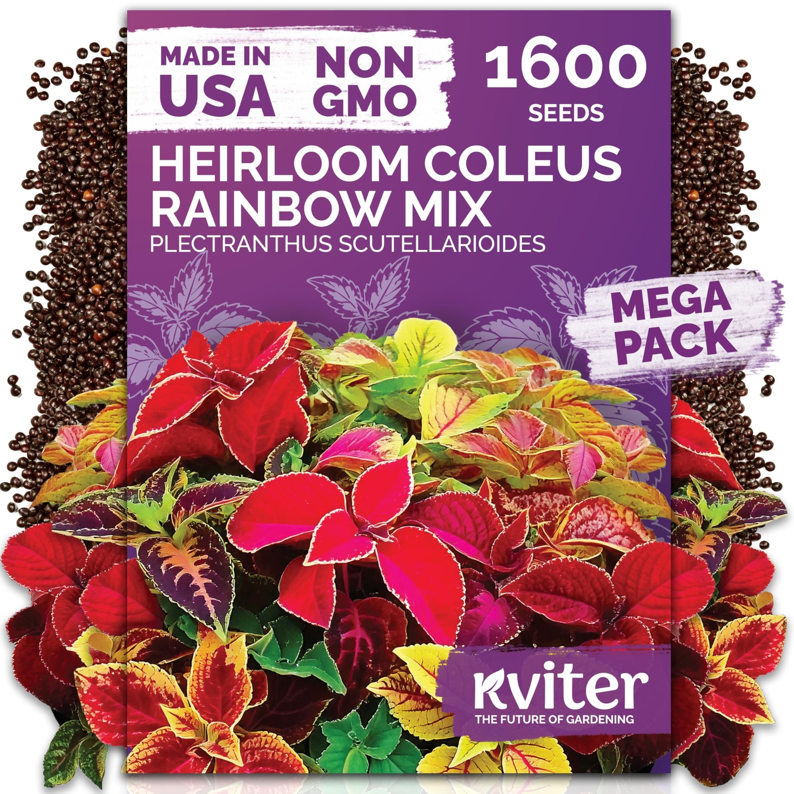 KVITER 1600 Rainbow Coleus Seeds for Planting Mix (Plectranthus scutellarioides)