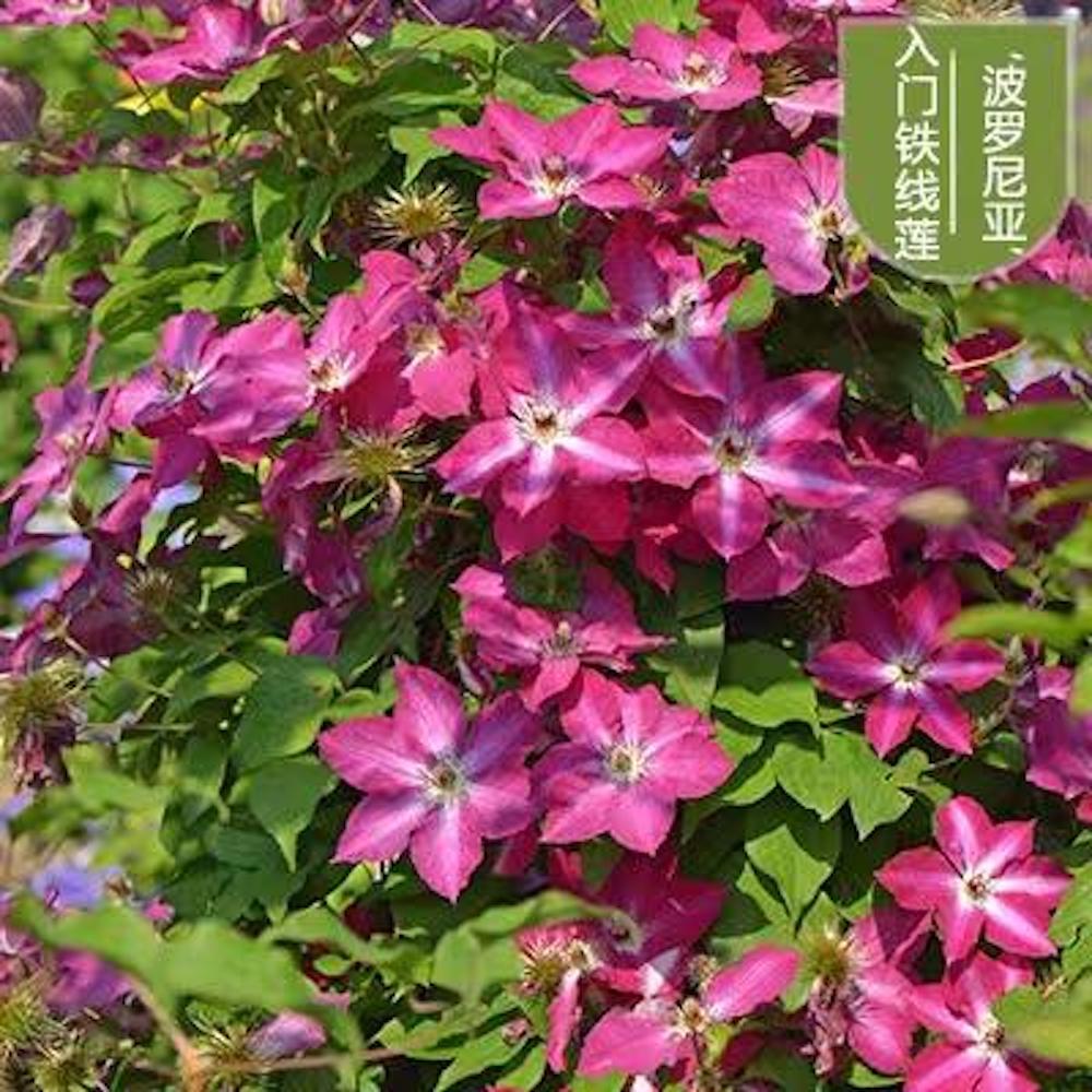 20 EXOTIC RARE CLEMATIS SEEDS garden flower plant vine climber USA SELLER USPS