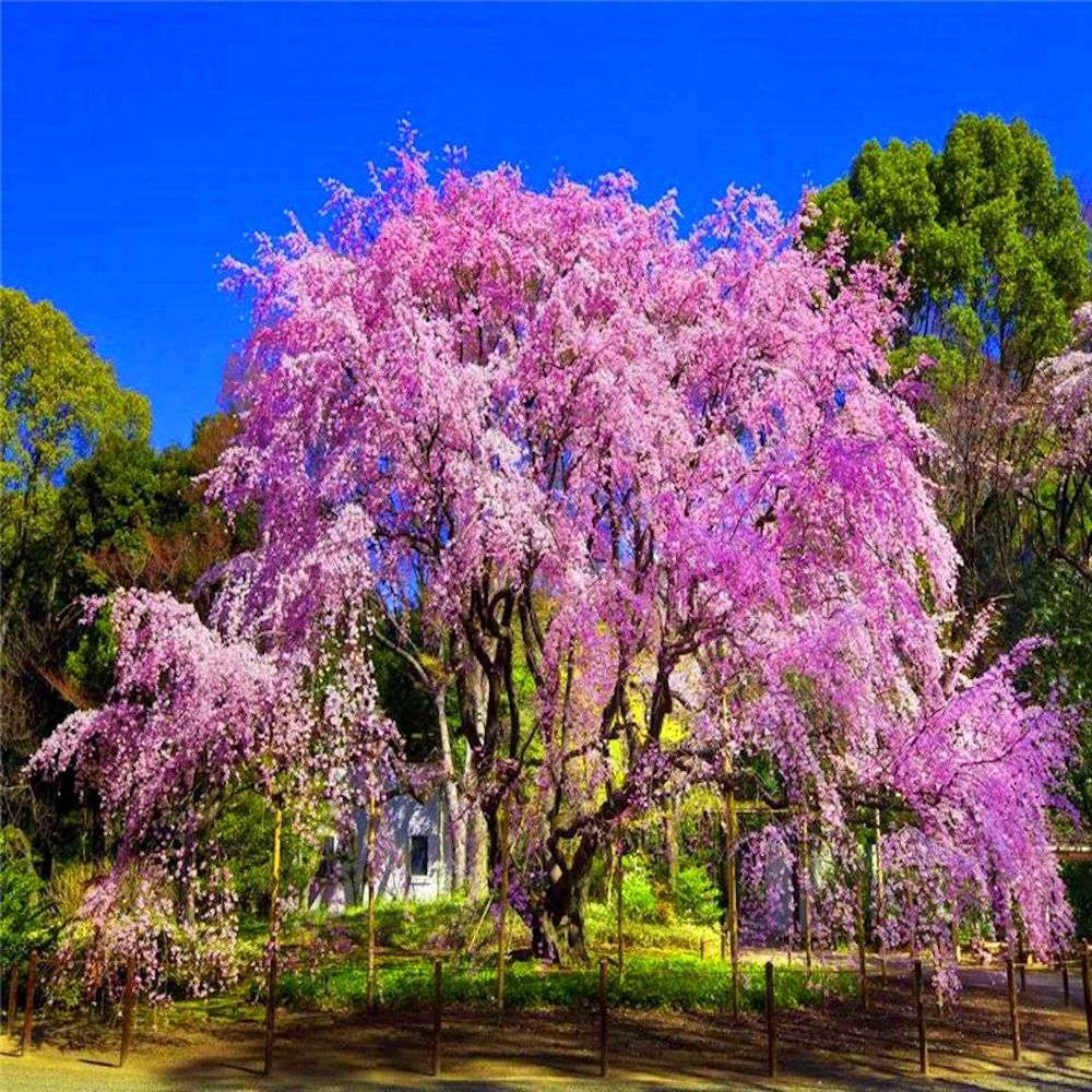 (10) WEEPING SAKURA CHERRY TREE SEEDS rare exotic flower USA SELLER W/TRACK