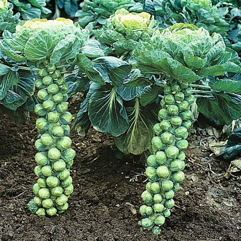 200+ BRUSSEL SPROUT SEEDs – CATSKILL — Heirloom — Organic — NON GMO — FRESH