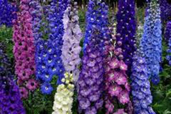 DELPHINIUM SEED, 500 SEEDS, GIANT IMPERIAL MIX, STRIKING MIXED COLORS