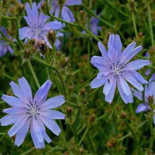5 LBS Blue Chicory Seeds For Planting | Cichorium Intybus Wild Flower Seed