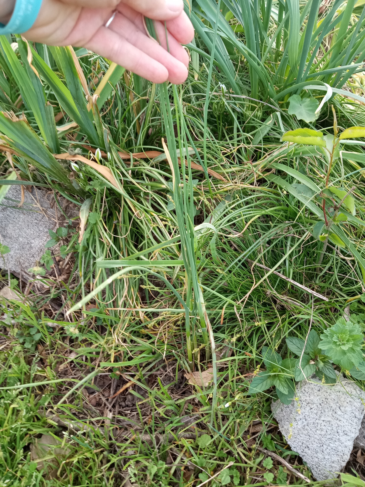 20 Wild Garlic (Allium vineale) Bulbs/Bulbils- Fresh, Clean, & Ready To Plant