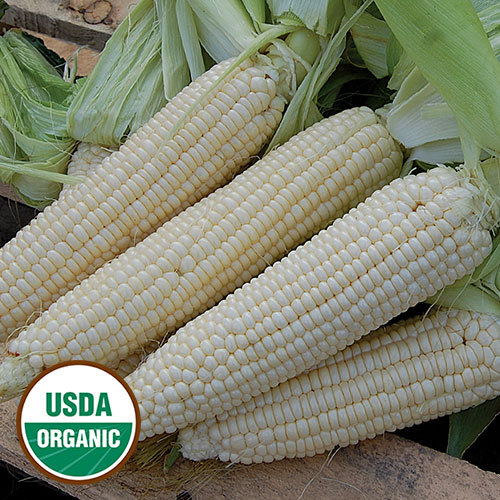 50 USDA Organic “Stowell’s Evergreen” White Sweet Corn seeds non-GMO zea mays