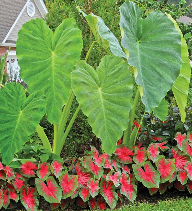 10 LIVE Colocasia Esculenta Elephant Ear Taro Gabi Kalo Eddo Bulbs READY to GROW