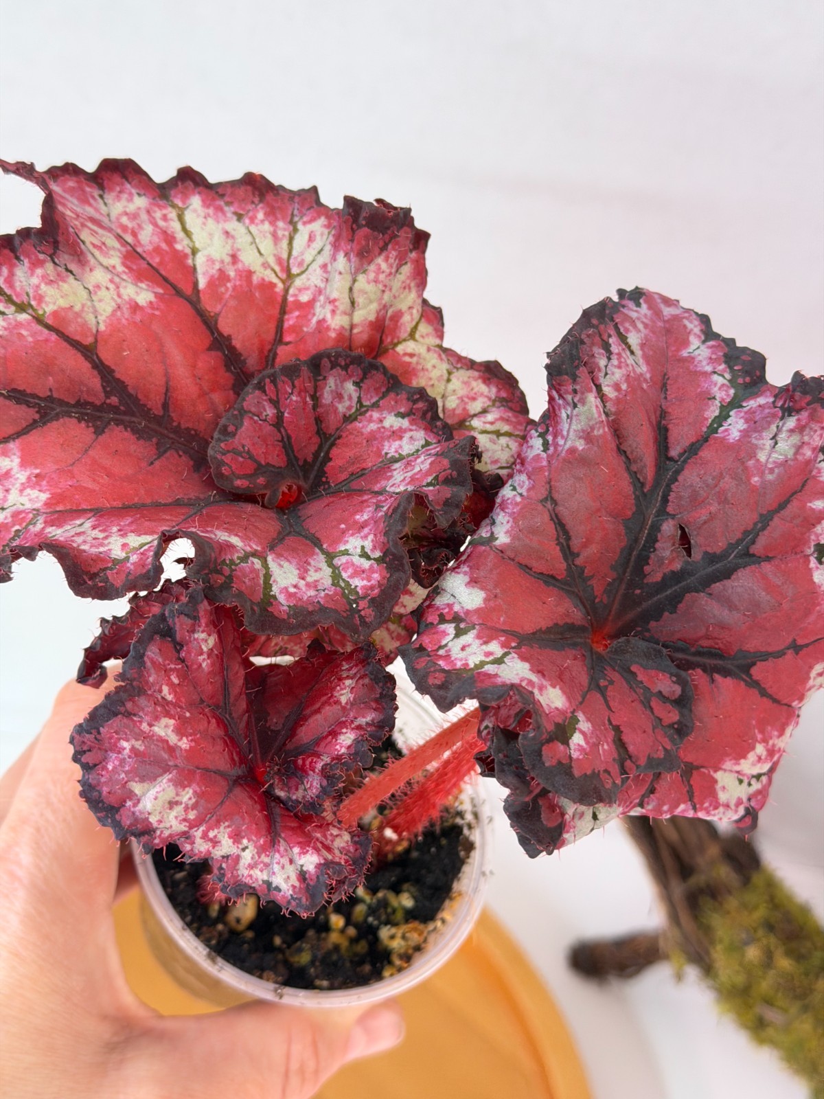 Begonia rex GI-Lady in Red
