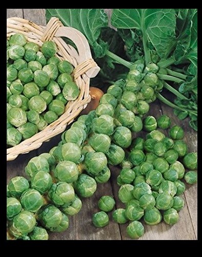BRUSSELS Sprouts Long Island Improved 300 – 32,000 Seeds Healthy Cold Hardy!
