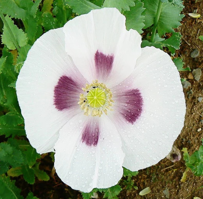 Poppy BLUE MOON White, Purple Large Flowers Unique Pods Non-GMO Rare 500 Seeds!