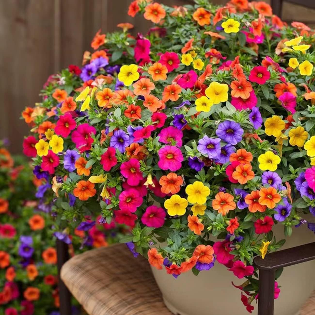 5000+ Petunia Seeds Mixed Rainbow Color, Bonsai, Grandiflora Flowers, 1500 m…