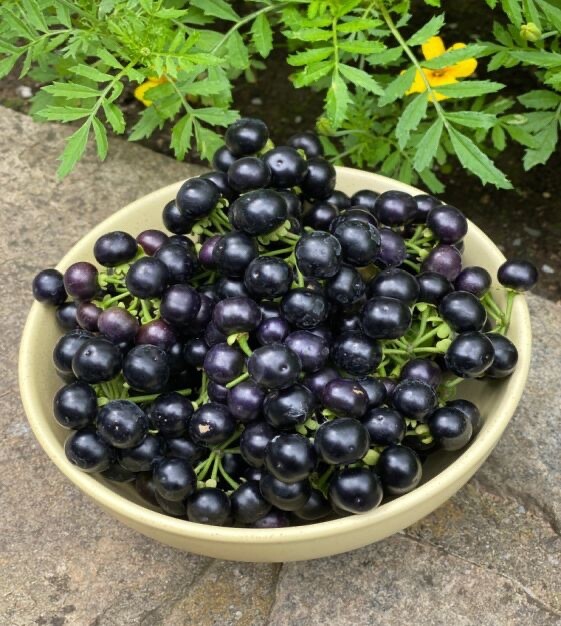 Garden Huckleberry Seeds {RARE & EXOTIC} Fun Fruit for Pies Jam Wine YUMMY! USA