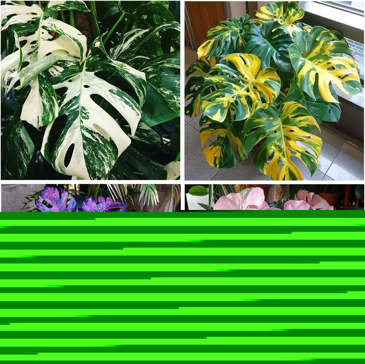 300+ Monstera Deliciosa Seeds for Planting Outdoor-Grow Your Own Rare Indoor Gar