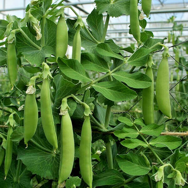 100+LINCOLN SHELLING PEA Seeds Homesteader Native Heirloom Vegetable Spring Fall