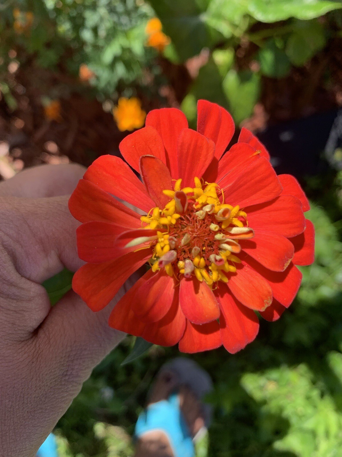 120+ ORANGE ZINNIA Seeds Summer Flowering Annual Cut Flowers Garden Fast Easy
