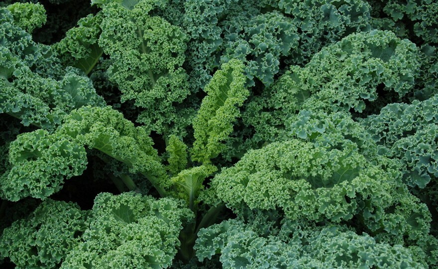 100+ Dwarf Siberian Kale Seeds Heirloom NON-GMO Fresh Seeds for Your Garden