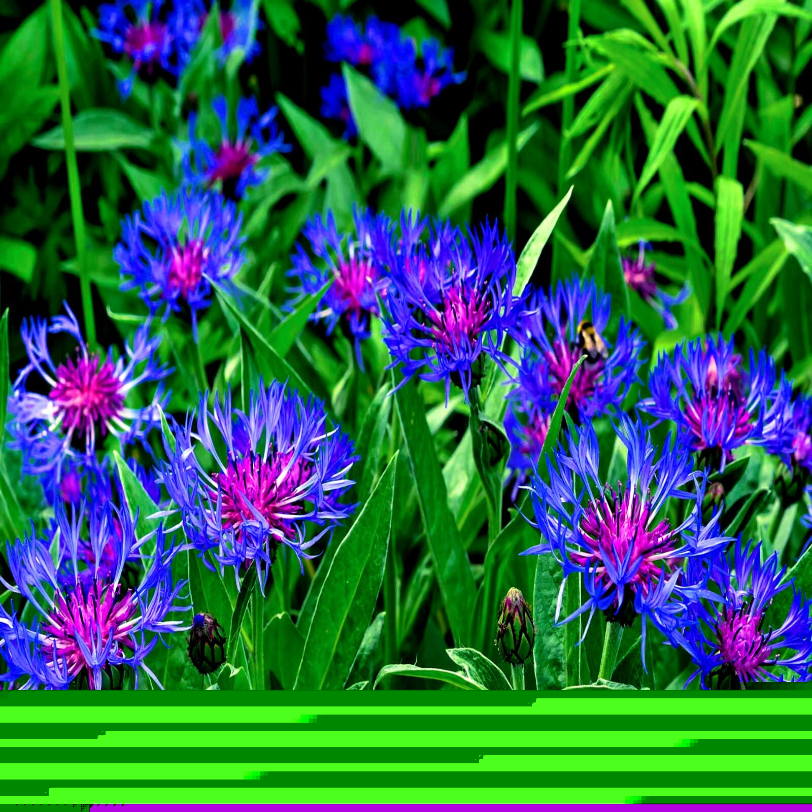 20 MOUNTAIN BLUE CORNFLOWER SEEDS PERENNIAL Centaurea montana Cold Hardy Plant
