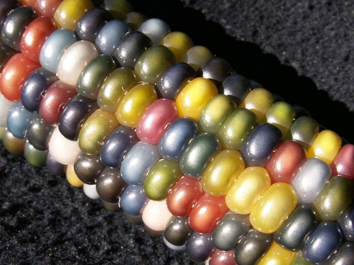 100 Glass Gem Corn Seeds Non-Gmo Popcorn Delicious Jewel-Toned Glass-Like Kernel