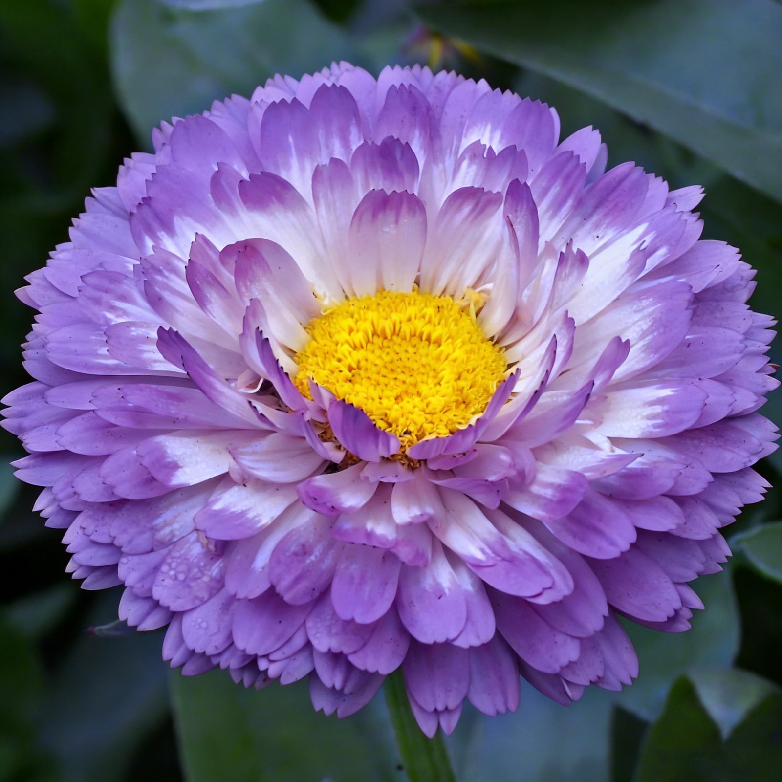 Mix Pot Marigold Seeds (Calendula Officinalis) for Planting, 990+Pcs Rare Marigo