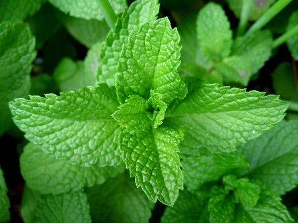 Peppermint Seeds, Herb-(Organic), FREE SHIPPING