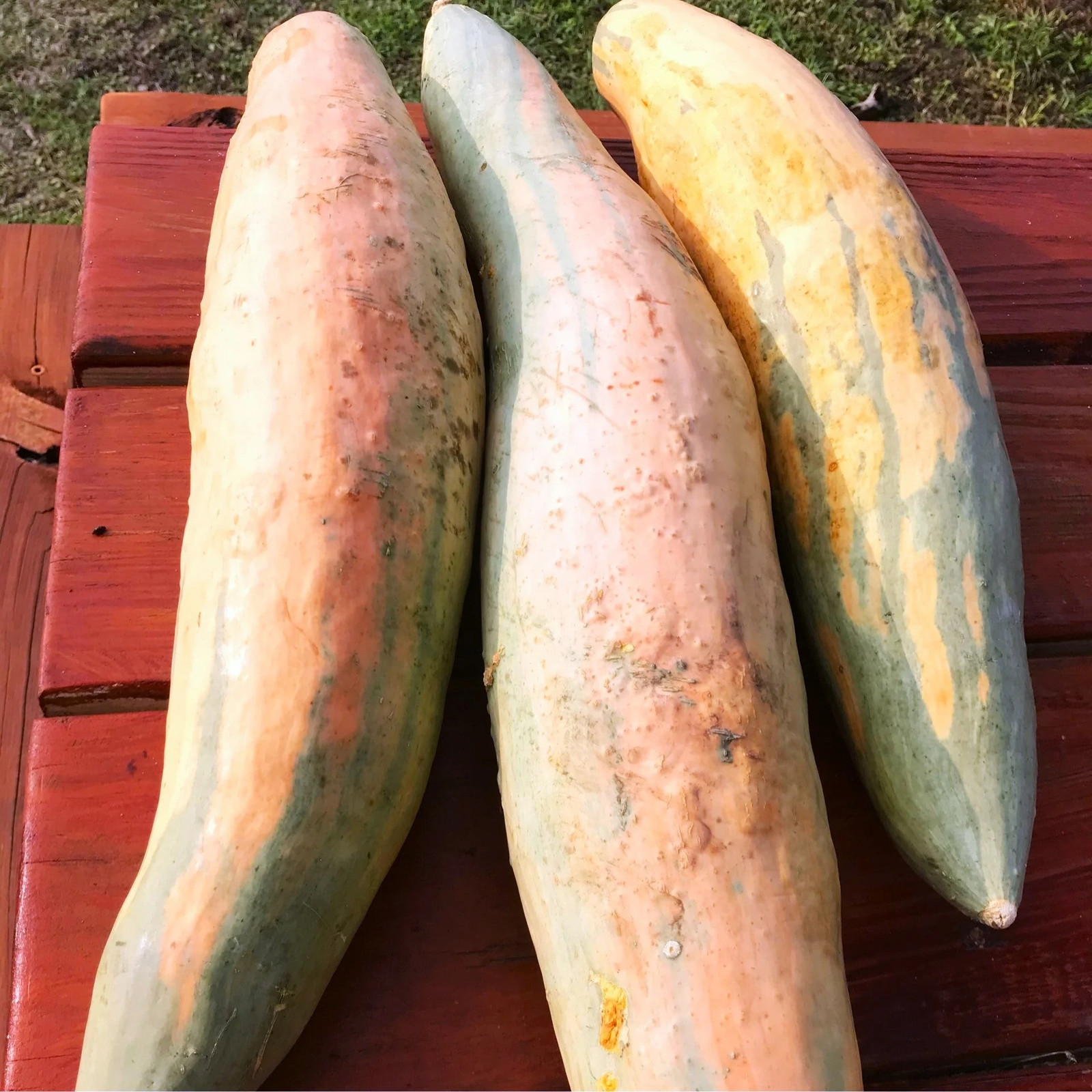 North Georgia Candy Roaster Seeds | Pink Banana Pumpkin Winter Squash Seed 2025