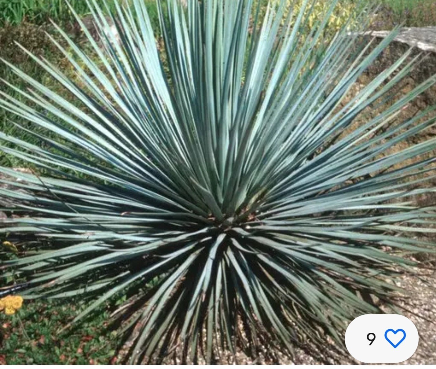 100 seeds – Chaparral Yucca Hesperoyucca Whipplei – Our Lord’s Candle Cactus