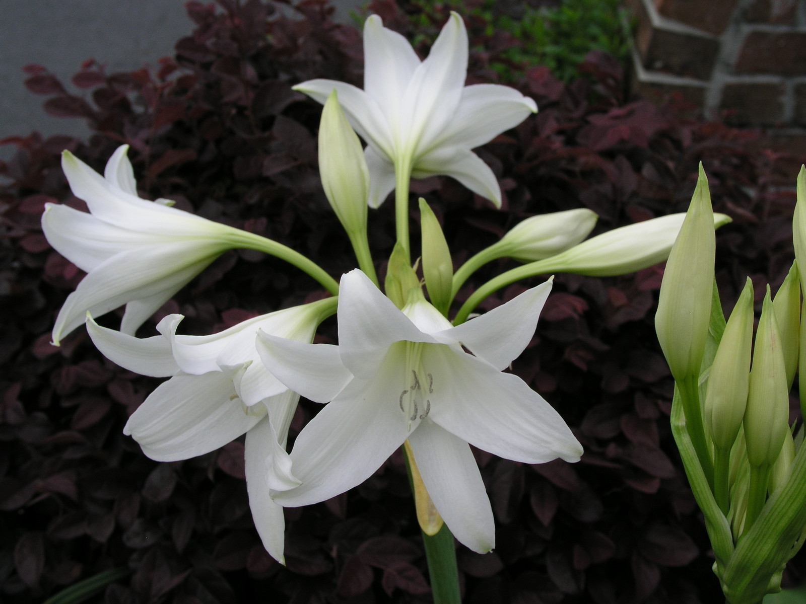 Crinum Lily, Powellii Album, medium-size bulb