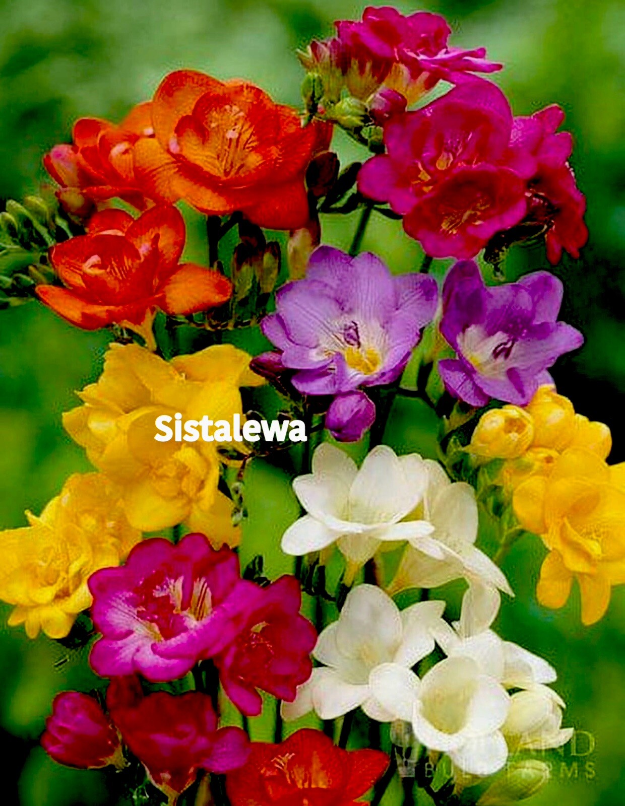 Freesia ~ Double Single MIX – (7)Flower bulbs – Colorful