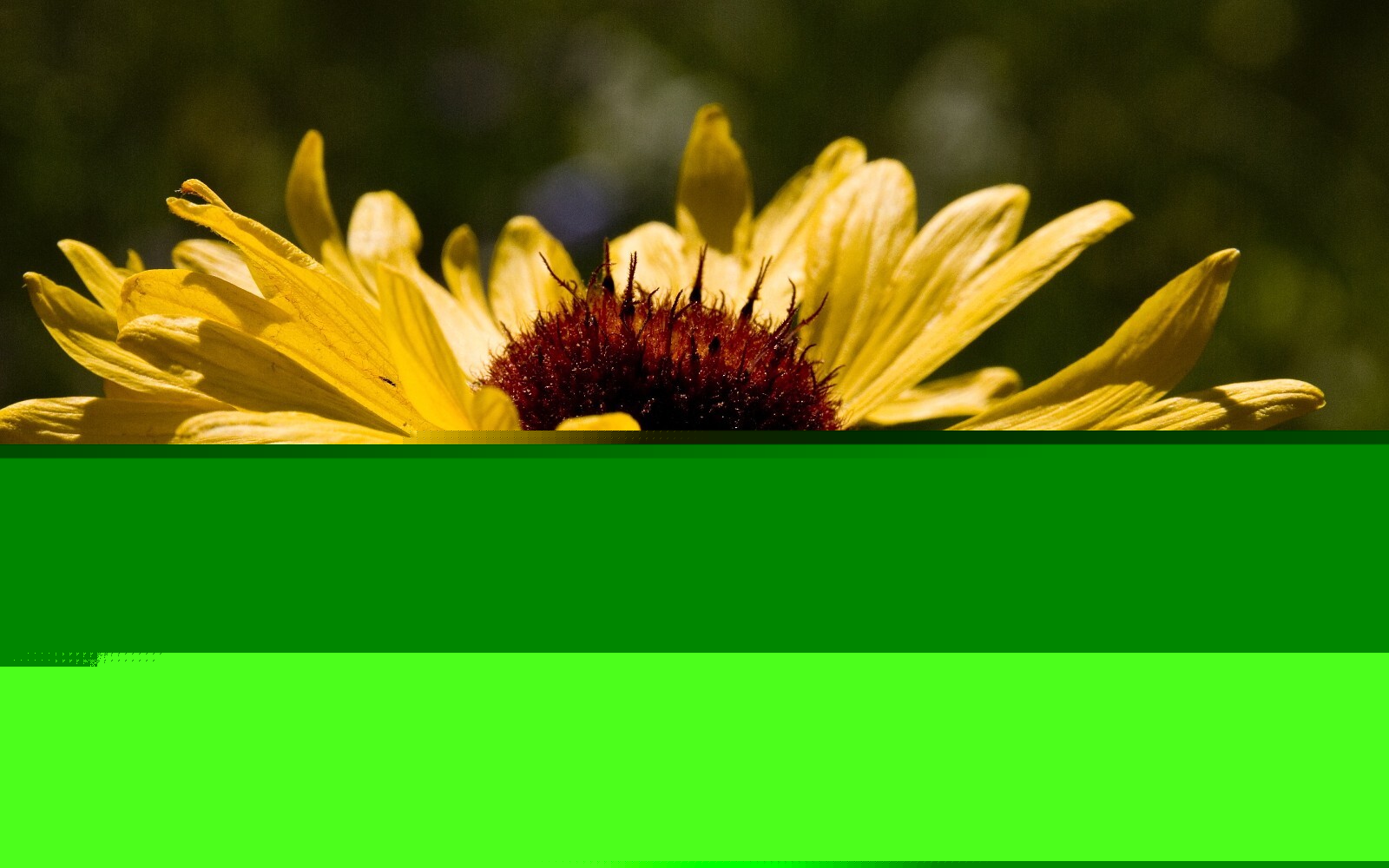 Brown Eyed Susan Flower Seeds, Seeds to Grow in Your Home Garden.