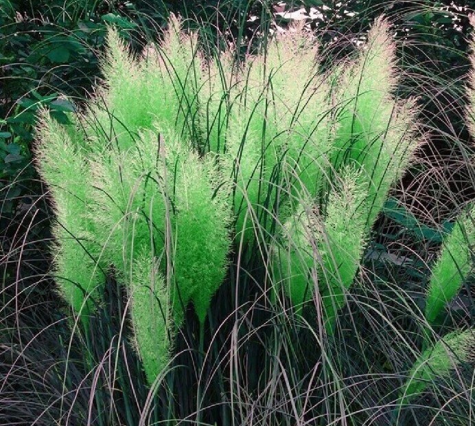10 Seeds Green Pampas Grass Seeds Rare Unusual Stunning flower