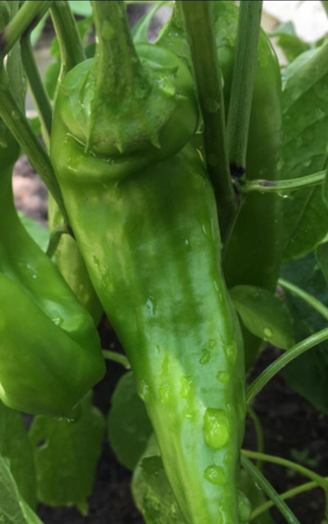 300+ Hatch Green Chile Seeds -New Mexico 🌱🌶 Hot 🔥