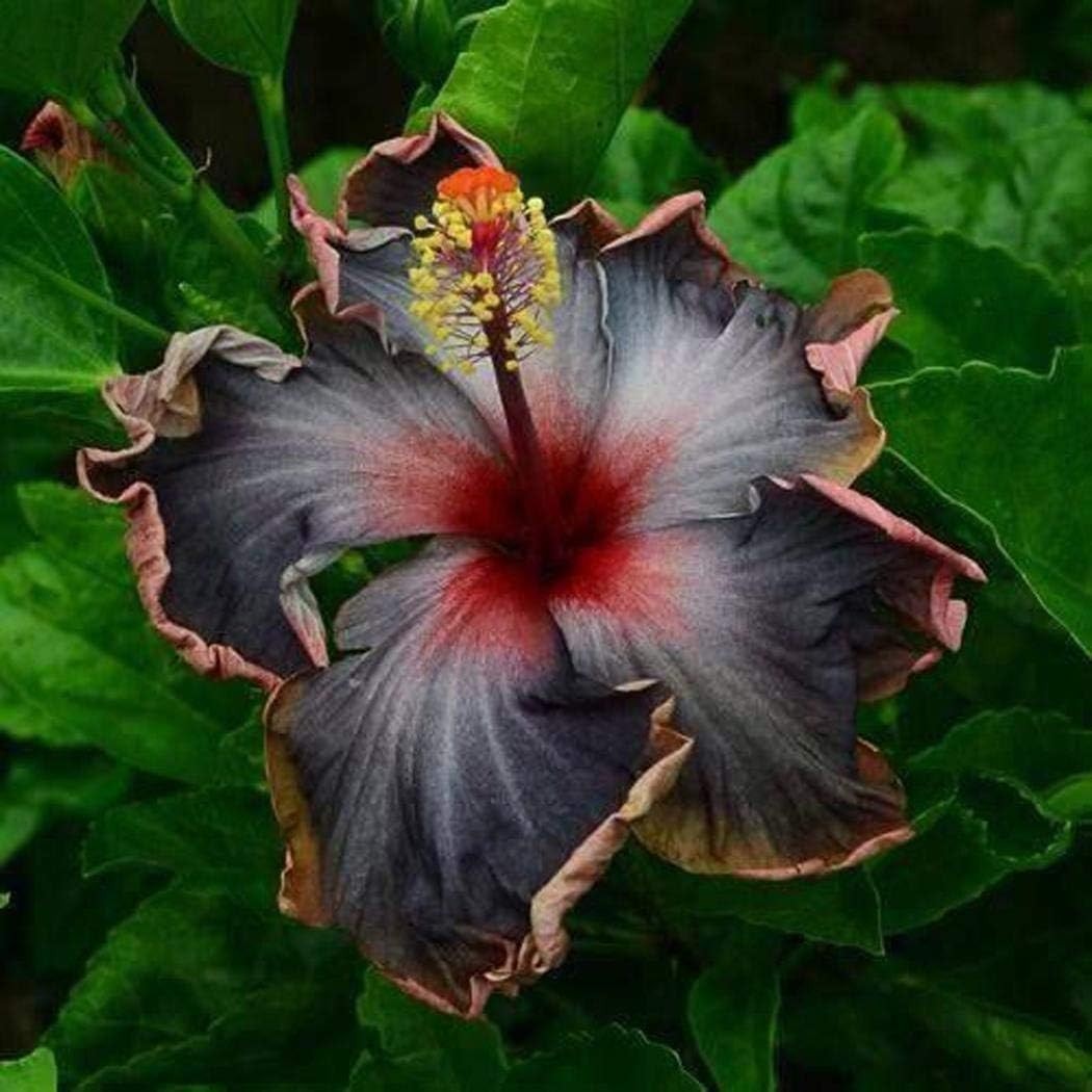 20PCS Heirloom Tropical Hibiscus Seeds: Black Pink Purple for Culinary Use