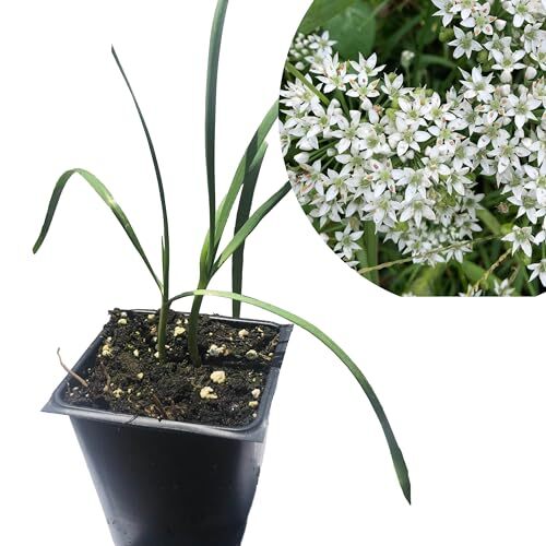Smoke Camp Crafts Garlic Chives Live Plant (Allium tuberosum) in 2.5 inch Pot –