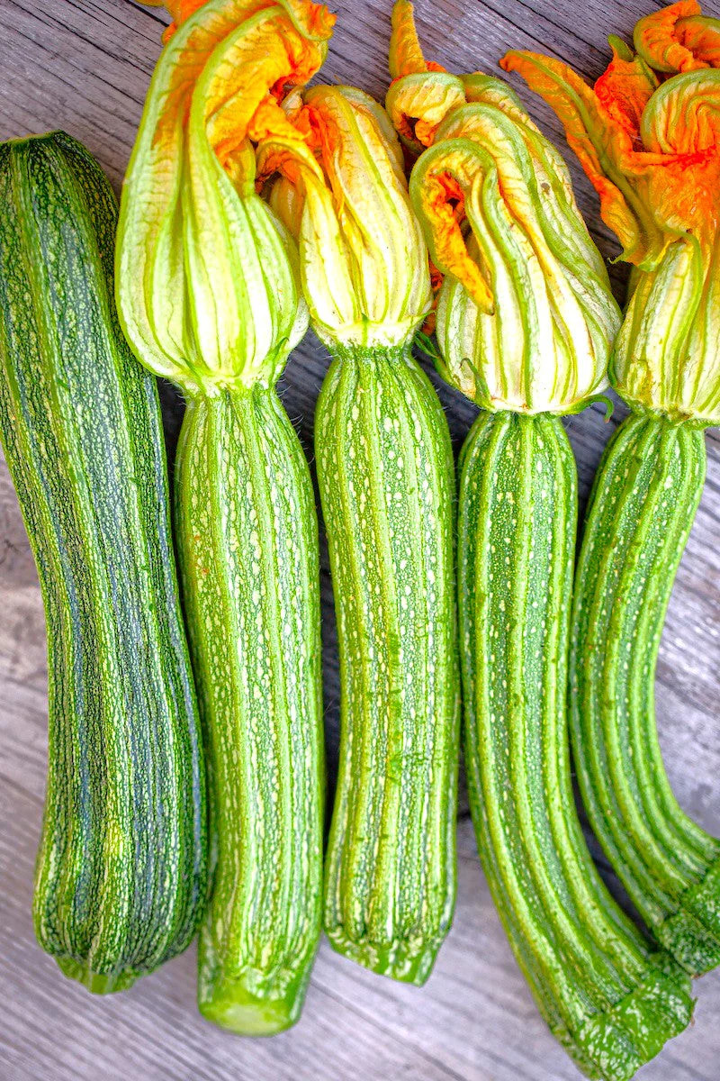 Costata Romanesco Zucchini Seeds | Rib Striped Italian Heirloom Squash Seed 2025