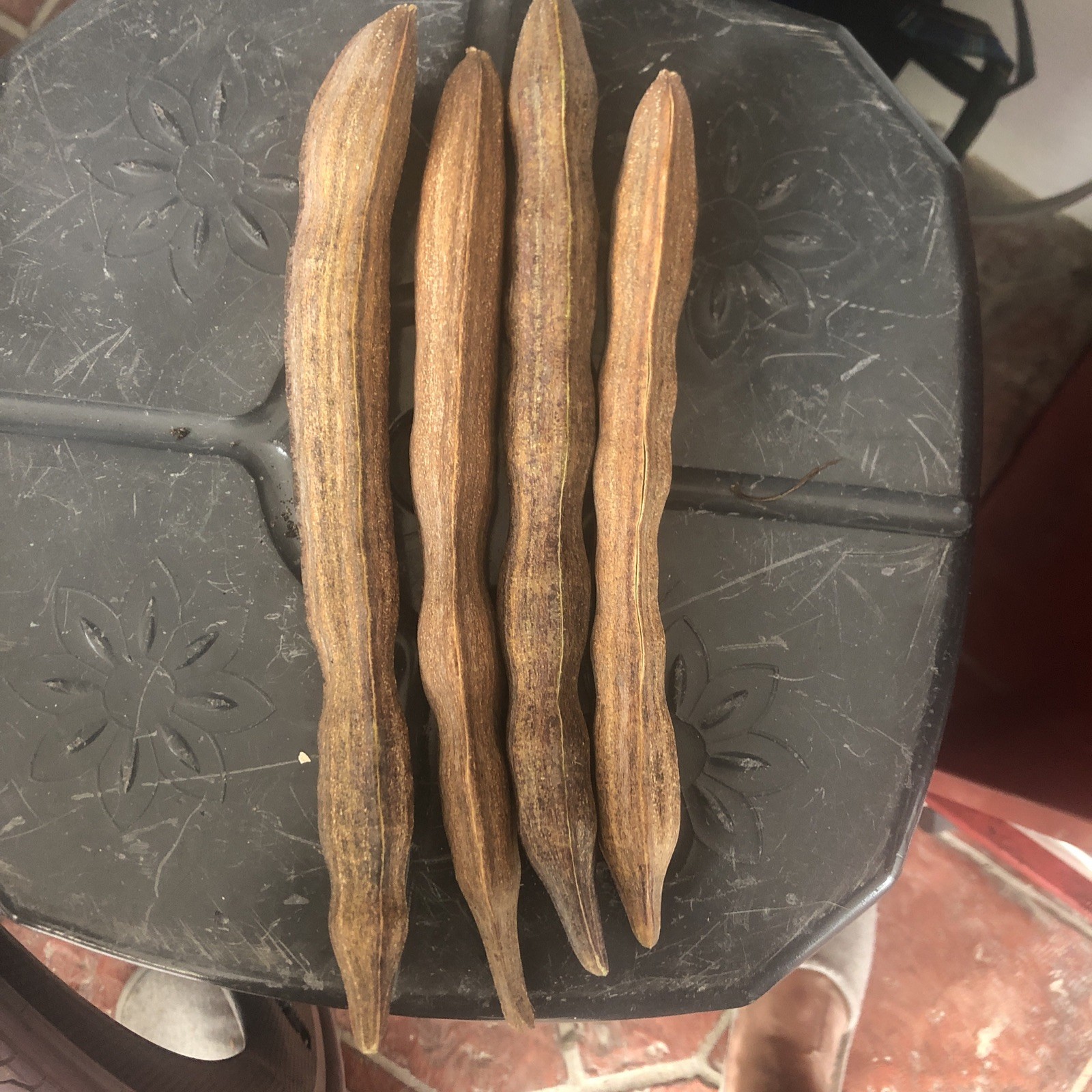 moringa oleifera seeds