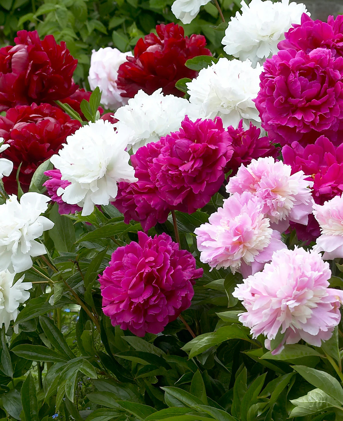 Mixed Peonies – 5 root divisions