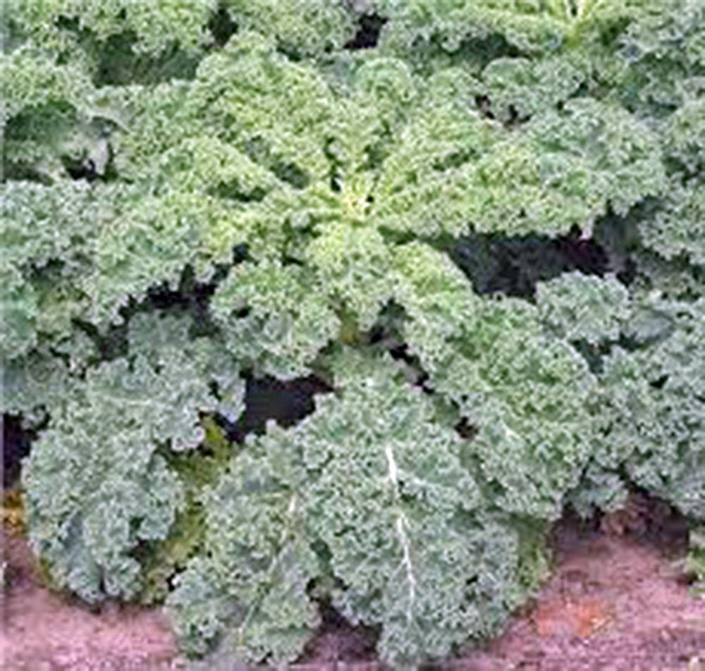 KALE SEED, DWARF SIBERIAN, HEIRLOOM, NON GMO, 1000 SEEDS, HEALTHY GREEN