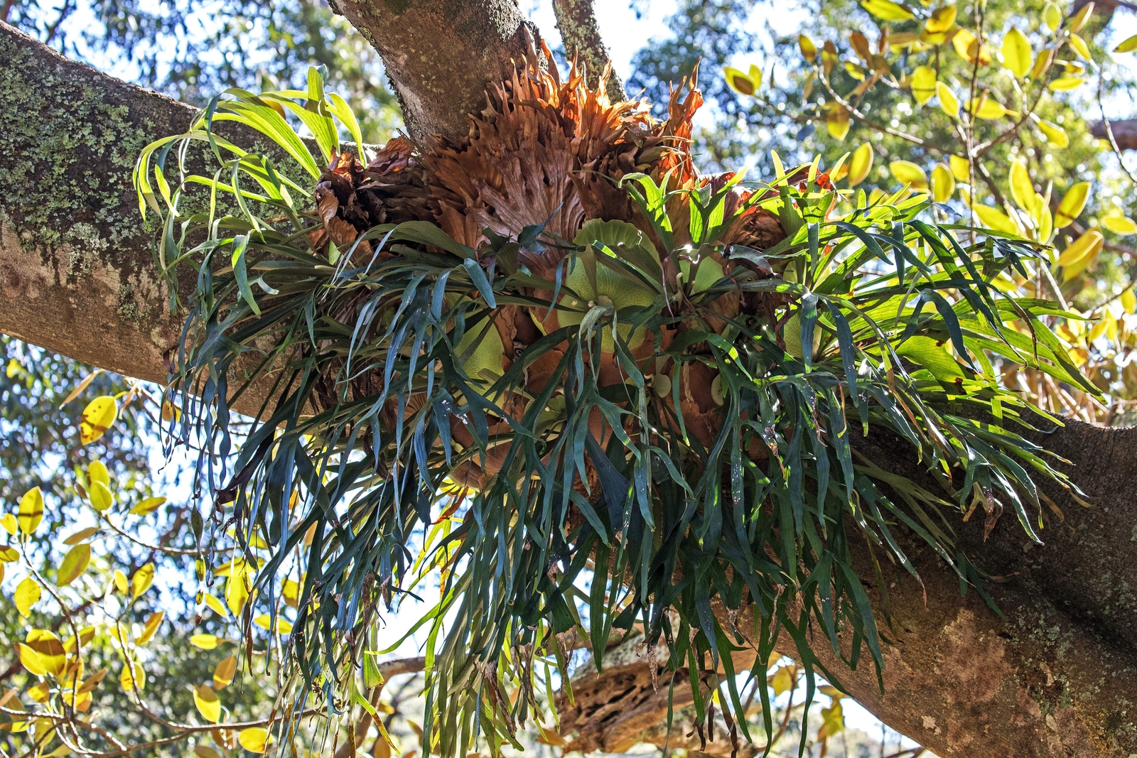500 + Spores STAGHORN FERN Platycerium Bifurcatum Elkhorn Seeds