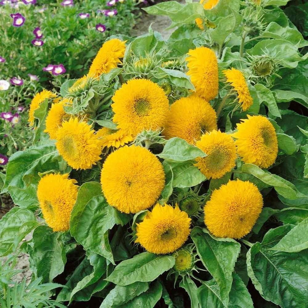 100+ DOUBLE DWARF SUNFLOWER SEEDS — DWARF TEDDY BEAR — SUNGOLD ——- FRESH
