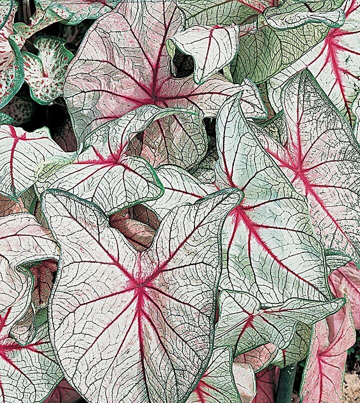 Caladium ‘White Queen’ Size #2 (2 Bulbs) (You get 2 bulbs)