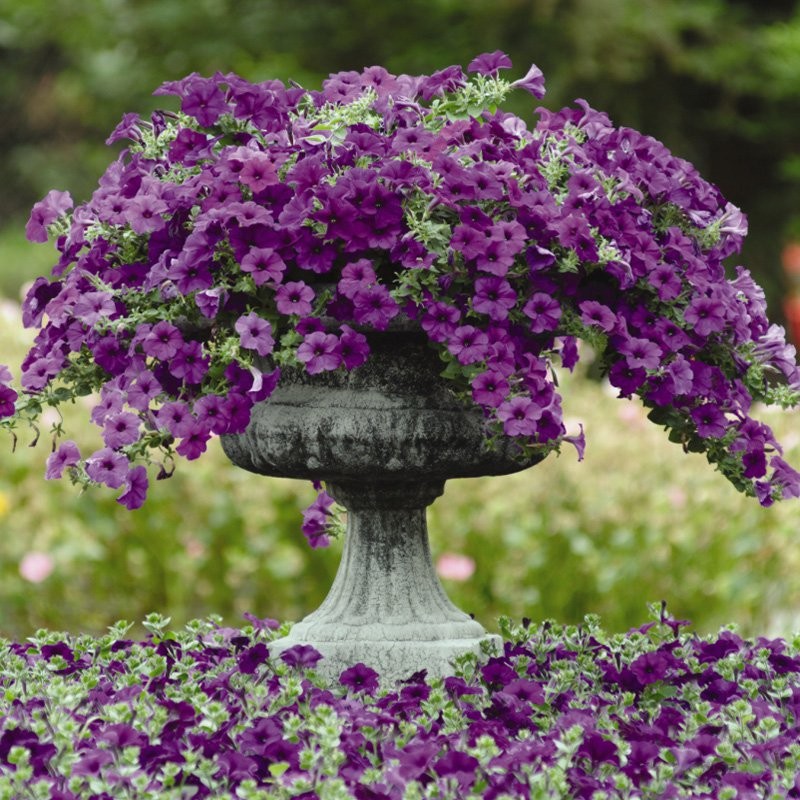 15 Seeds Blue Easy Wave Spreading Petunia Flower Seeds