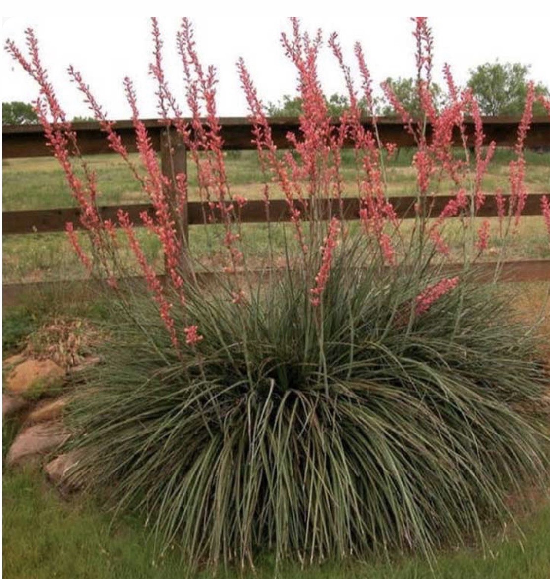25 RED YUCCA SEEDS (Hesperaloe parviflora) Hummingbird & Butterfly Flower Plant