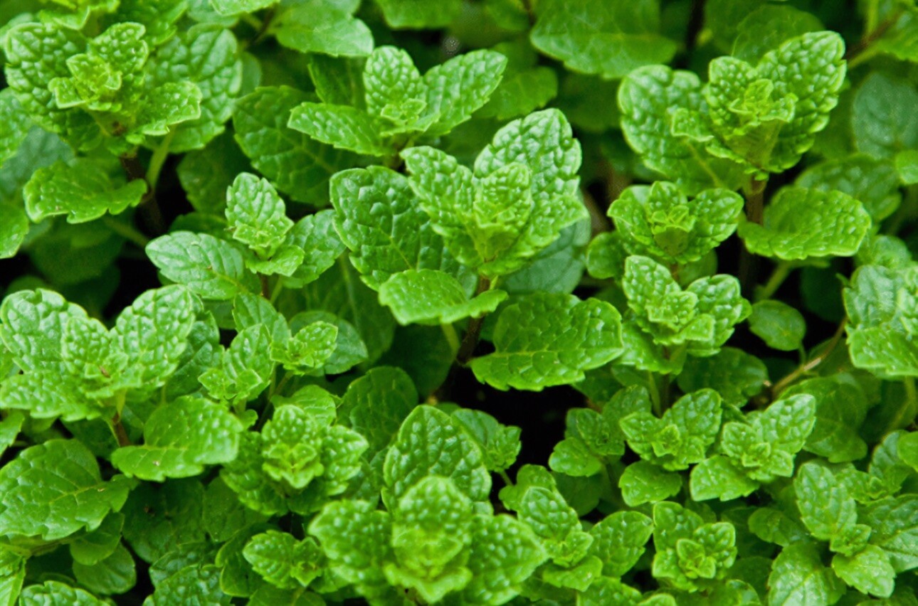 Vietnamese Peppermint Mint Plants With Roots x10 Rau Húng Lủi Có Rể