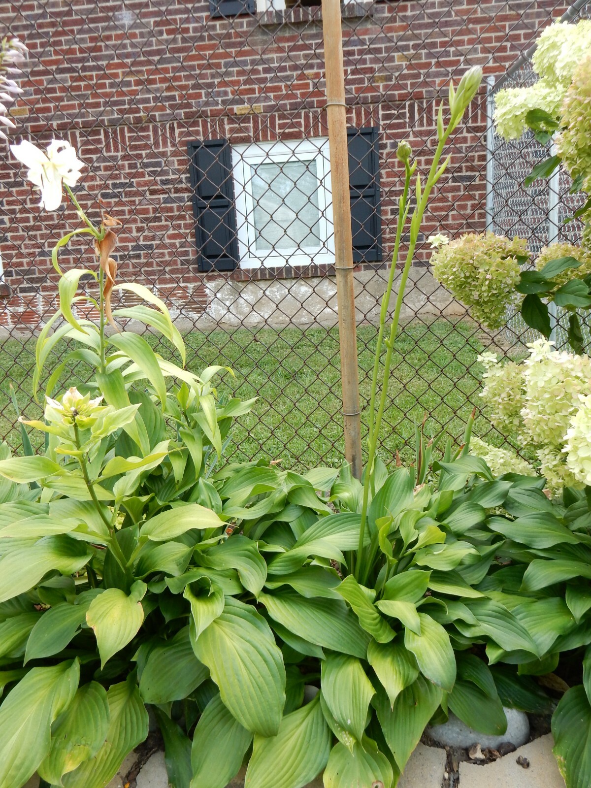 “HOSTA” Plantain lilies – Sun or Shade/ Perennial – 10 Bareroots Plants
