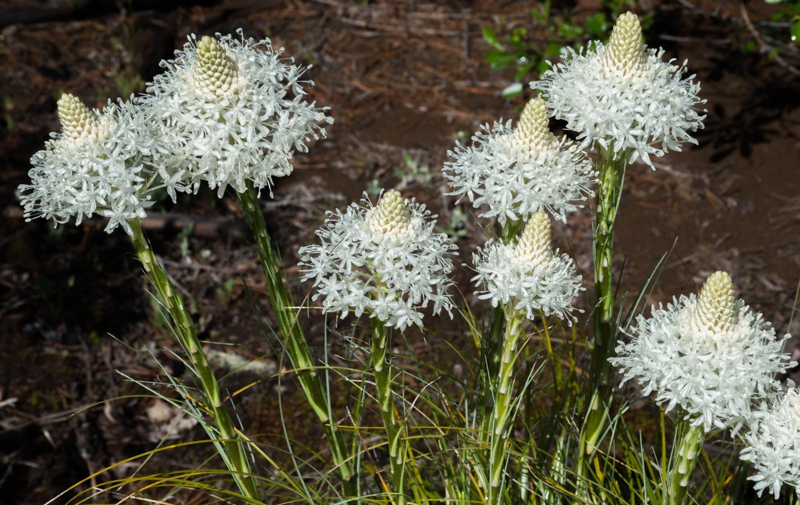 Bear Grass Nodina Microcarpa Seeds Free Shipping!