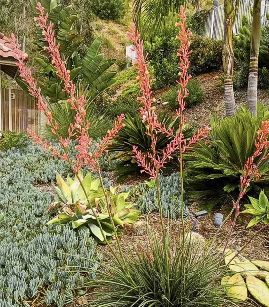 25 RED YUCCA SEEDS (Hesperaloe parviflora) Hummingbird & Butterfly Flower Plant