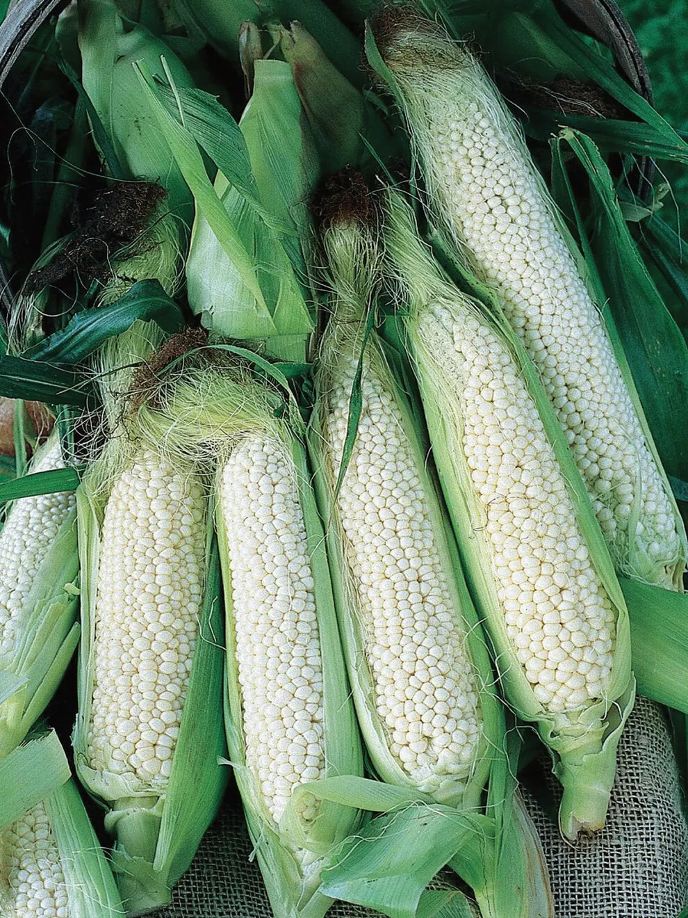 Country Gentleman Sweet Corn Seeds (40) / ORGANIC / SWEET / WHITE CORN