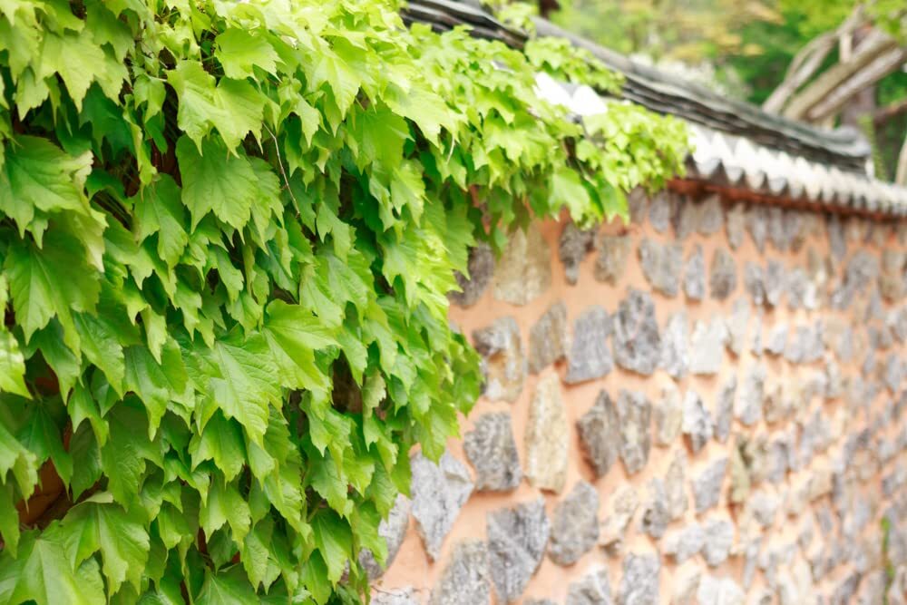 50 Climbing Ivy Seeds for Planting – Easy to Grow Boston Ivy Vine – Ships from I