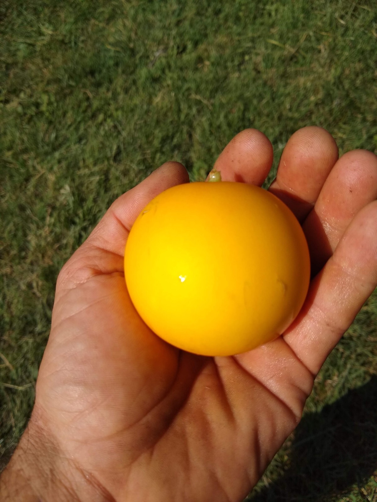 Vine Peach Seed ~ 25 to 500 ~ mango melon ~ organic