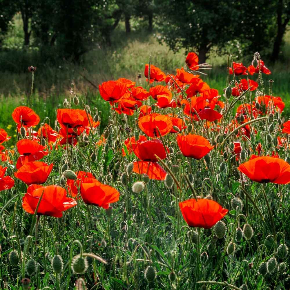 30000 Seeds Papaver Rhoeas Drought Tolerant Corn Poppy Wild Flowers